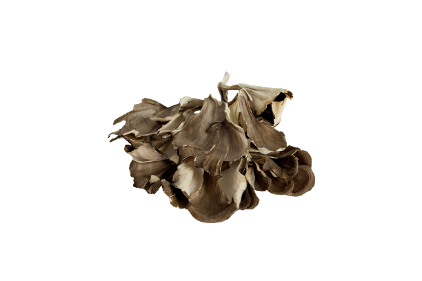 有机干栗蘑 Organic Dry Maitake Mushroom
